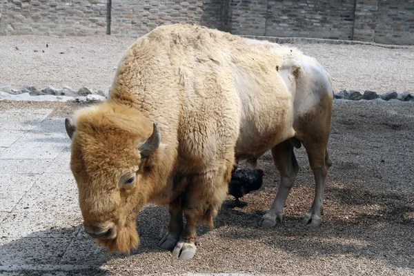 Bison — Stockfoto