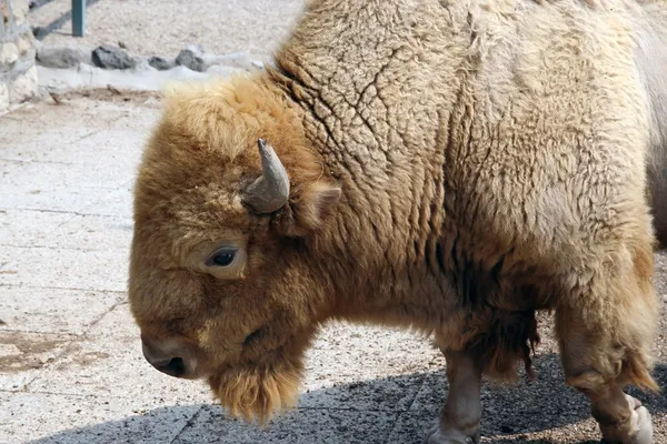 Bison — Stock Photo, Image