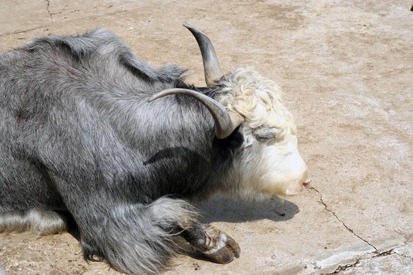 Musk Ox — Stock Photo, Image