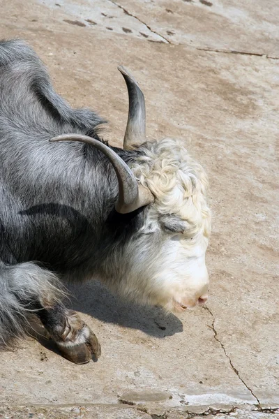 Musk Ox — Stock Photo, Image