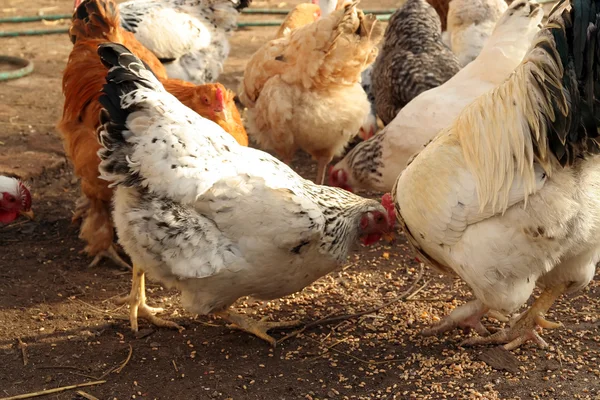 Chickens — Stock Photo, Image