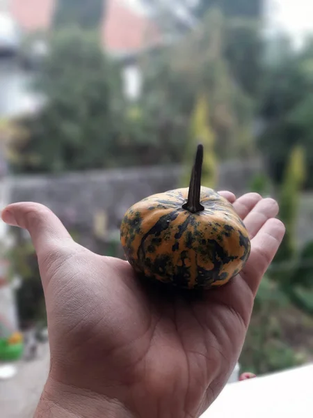 Kleine Deko Kürbisse Halloween Deko Kürbis Halloween Dekoration — Stockfoto