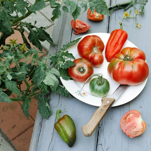 Tomates Mûres Saison Sur Une Assiette Dans Jardin Aliments Biologiques — Photo