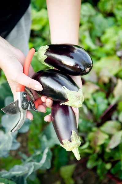 Cueillette d'aubergines biologiques — Photo