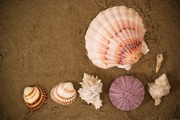 Grupo de conchas do mar — Fotografia de Stock