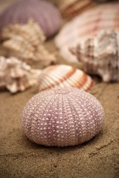砂の上の海の貝のグループ — ストック写真