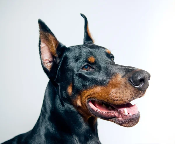 Dobermany pinscher — Zdjęcie stockowe