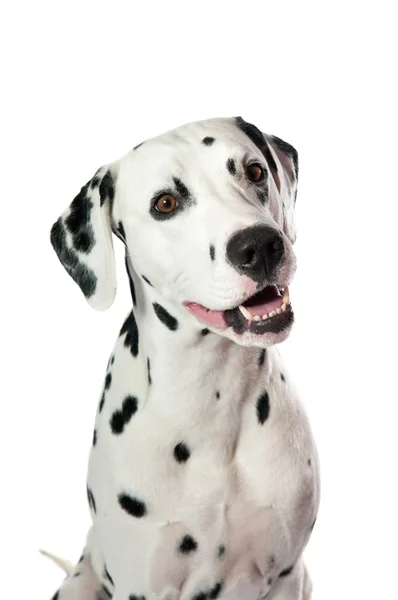 Dalmatische honden — Stockfoto