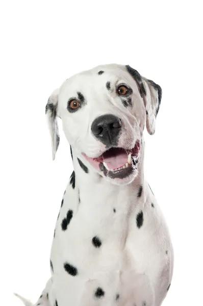 Cane dalmata — Foto Stock