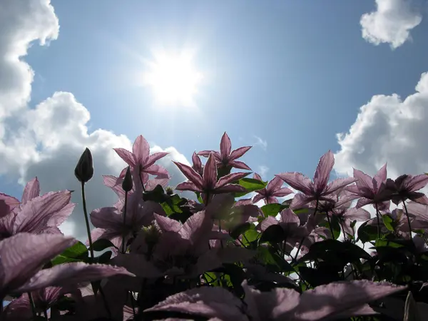 ดอกไม้ที่สวยงามและท้องฟ้าสีฟ้า — ภาพถ่ายสต็อก