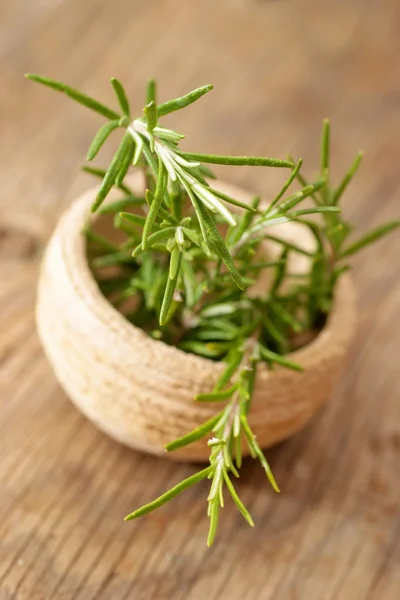 Fresh rosemary herb — Stock Photo, Image