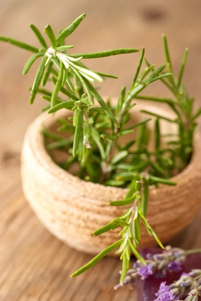 Rosmarin in kleiner Teracotta-Schale — Stockfoto