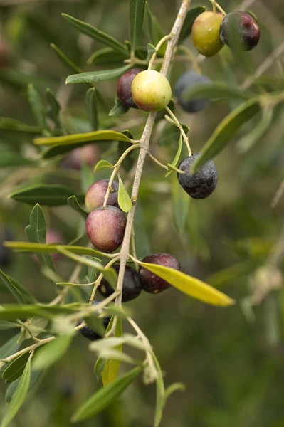 Olives on the branch — Stock Photo, Image