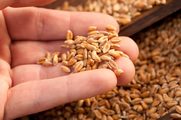 Wheat grains — Stock Photo, Image