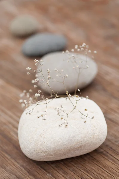 Planta delicada sobre piedra blanca — Foto de Stock