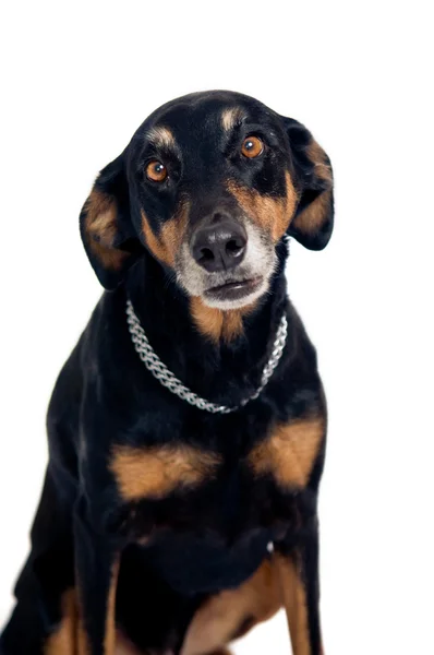 Lustiger Mischlingshund — Stockfoto