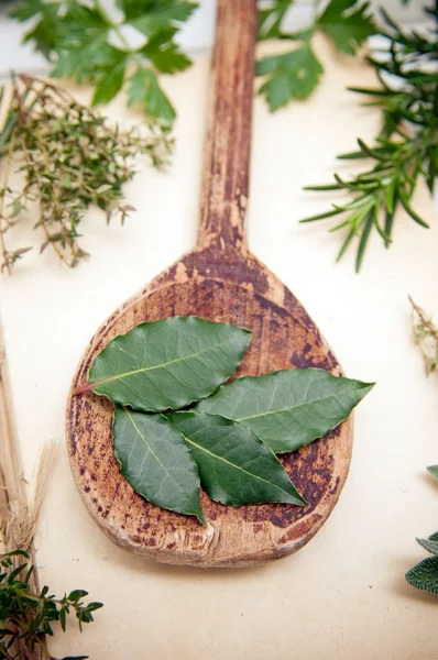 Hojas frescas de laurel — Foto de Stock