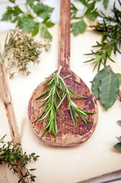 Rosemary herb — Stock Photo, Image