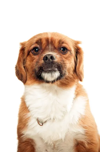 Tibetansk spaniel porträtt — Stockfoto