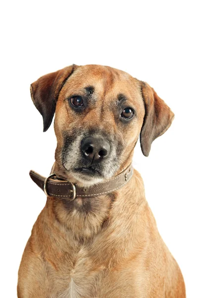Mixed-breed dog — Stock Photo, Image