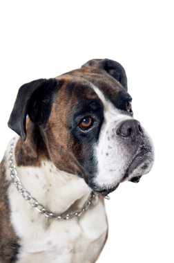Boxer Köpek portre