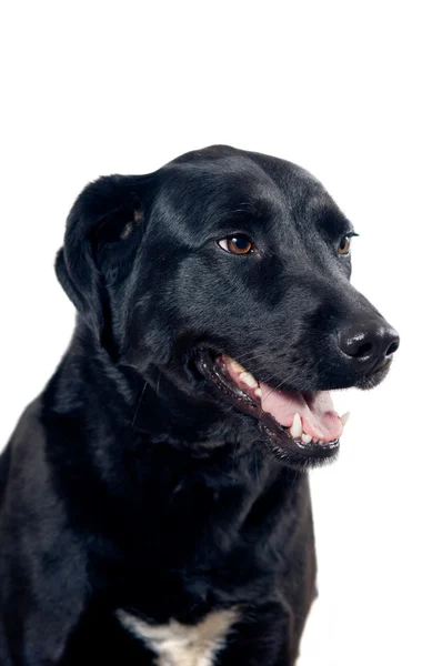 Labrador porträtt — Stockfoto