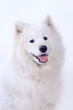 Samoyed köpek portresi