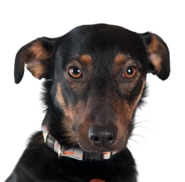 karışık cins köpek portre