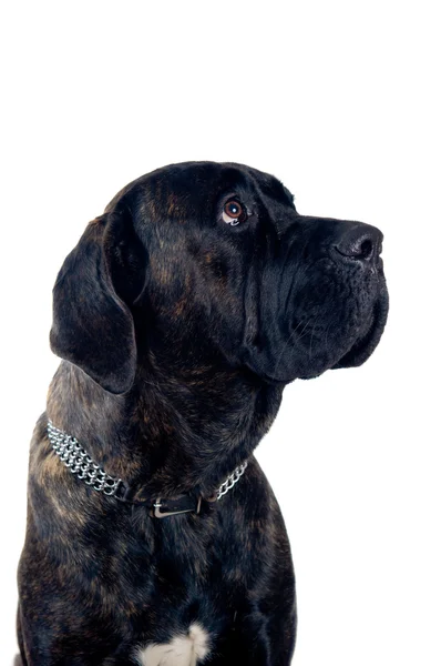 Retrato canino-corso — Fotografia de Stock