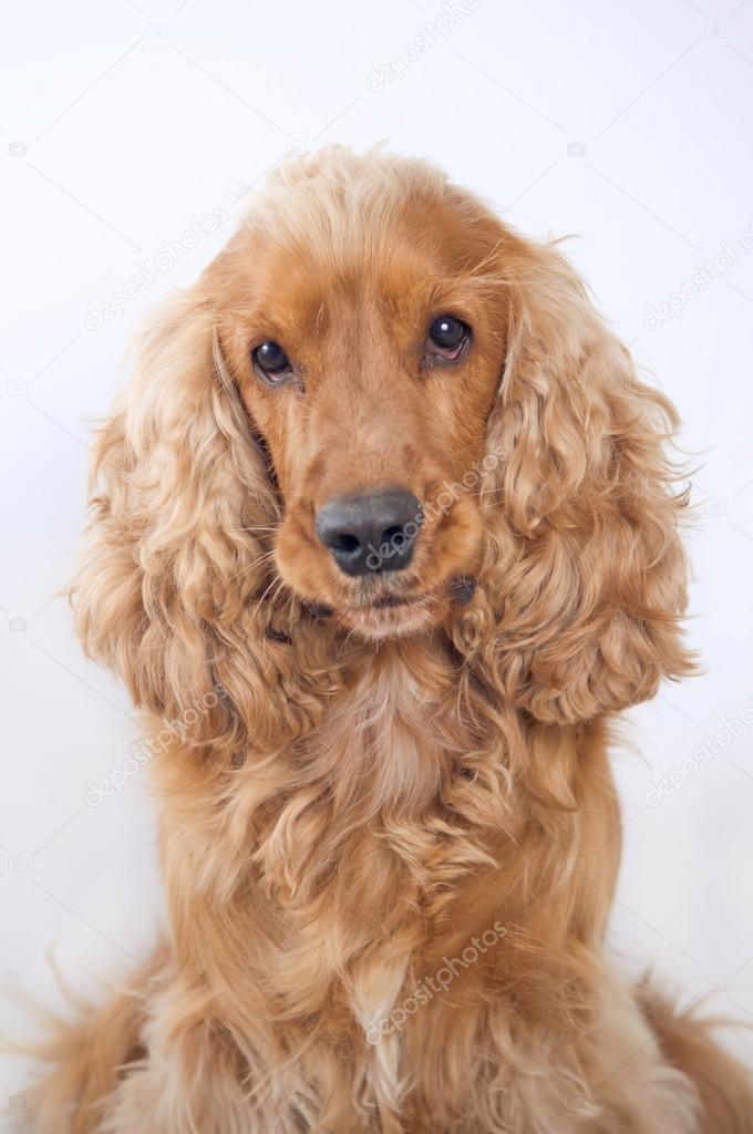 Cocker spaniel dog portrait