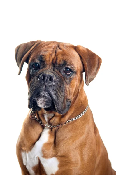 Boxer dog portrait — Stockfoto