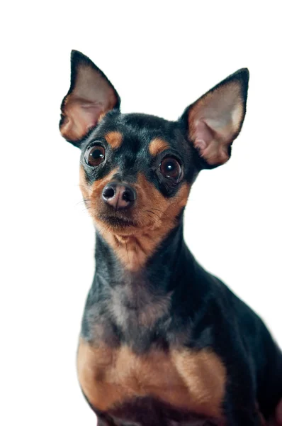 Mini pinscher hond — Stockfoto