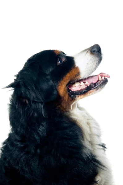 Bernese dağ köpeği — Stok fotoğraf