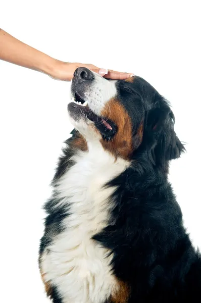 Acariciando o cão — Fotografia de Stock