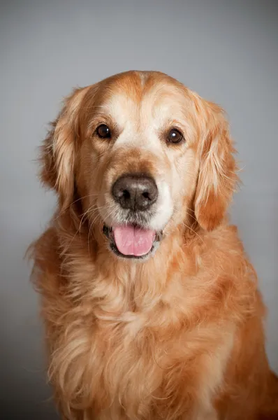 Golden retriever retrato de perro — Foto de Stock