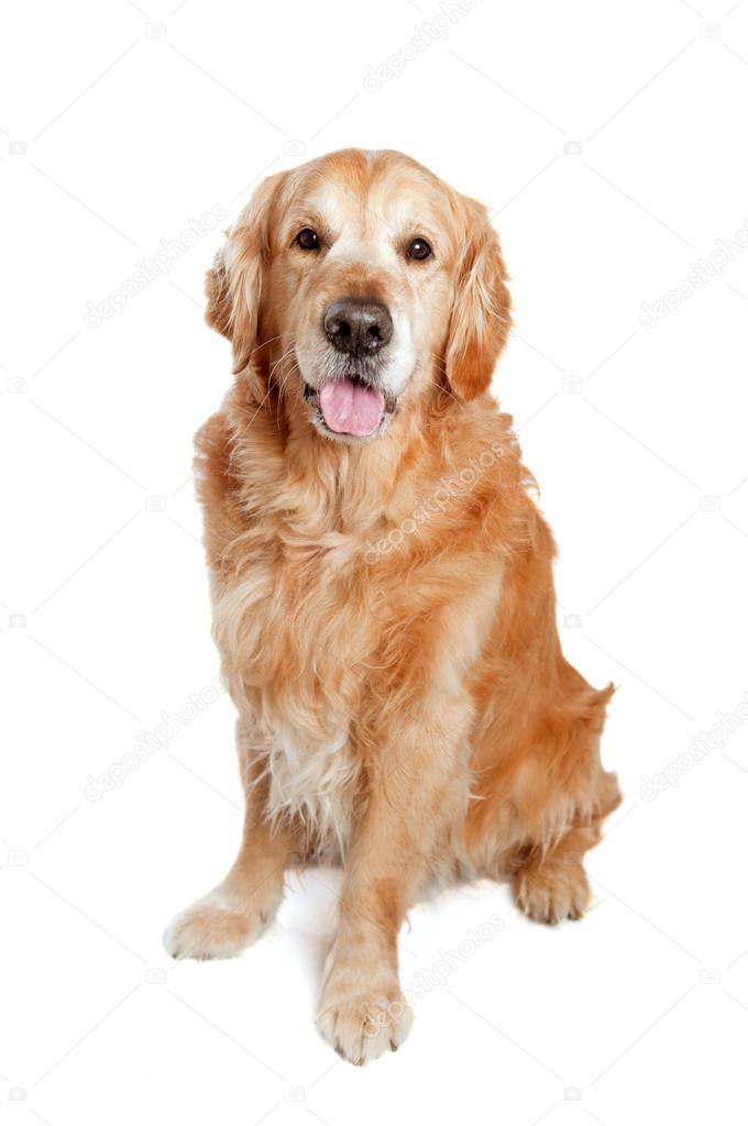 Golden retriever dog posing