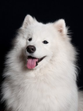 Samoyed köpek portresi