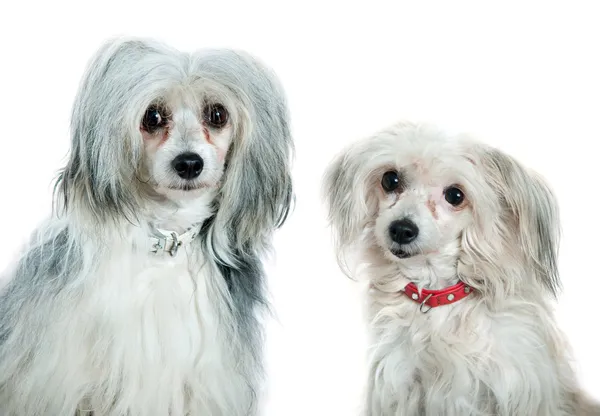 Cães de crista chineses — Fotografia de Stock