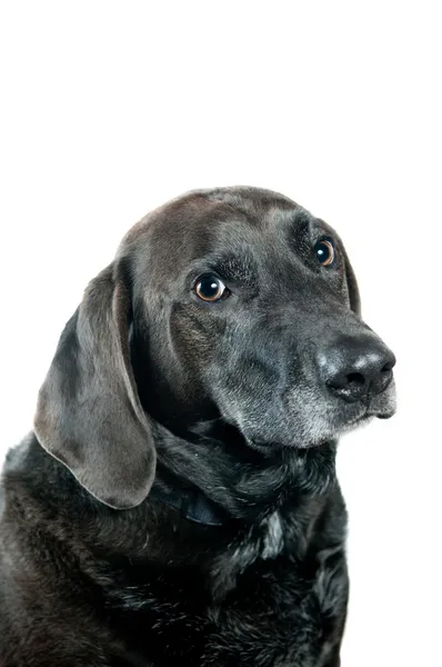 Vecchio ritratto labrador nero — Foto Stock