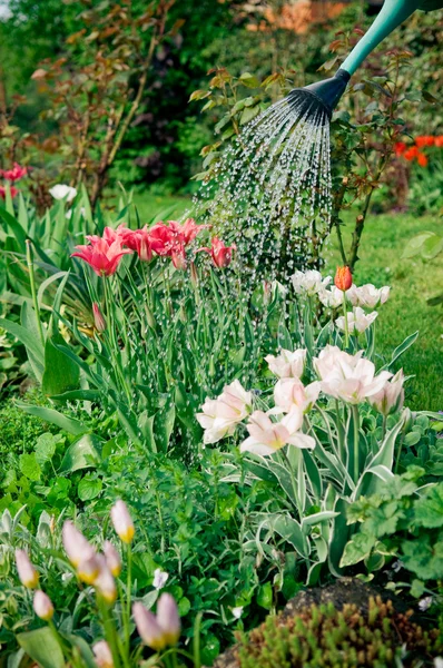 Watering flowers — Stock Photo, Image