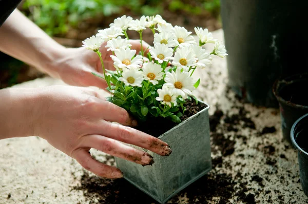 Planting flower — Stock Photo, Image