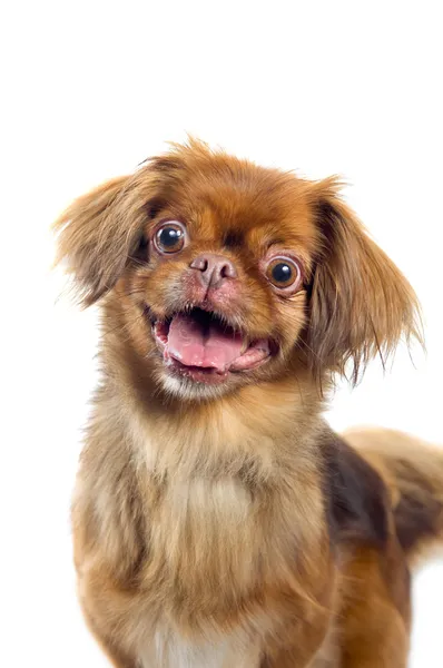 Retrato de cão pekingese — Fotografia de Stock