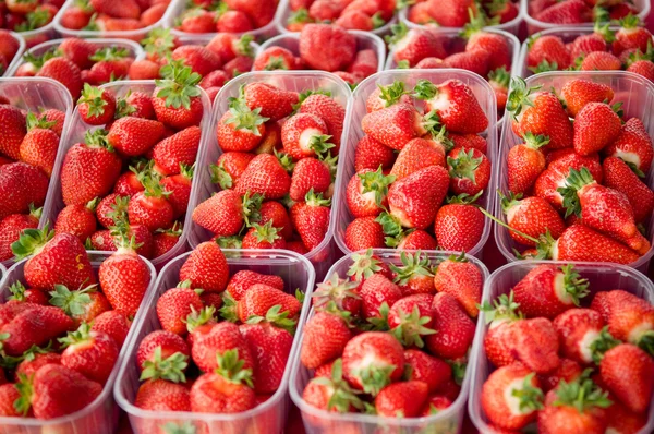 Nyplockade jordgubbar — Stockfoto
