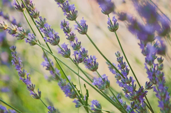 Blooming lavender — Stock Photo, Image