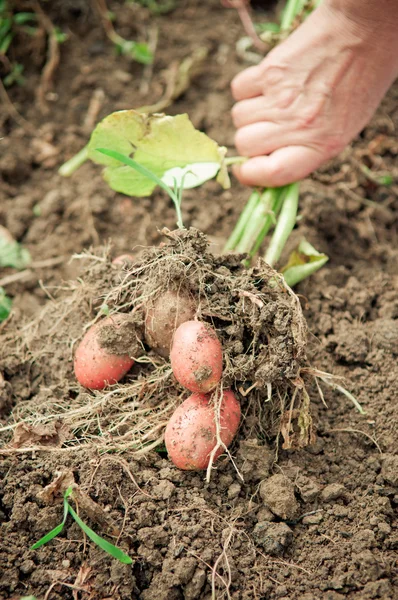 Harvesting potatos — Stok Foto