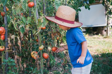 organik bahçe küçük çiftçi