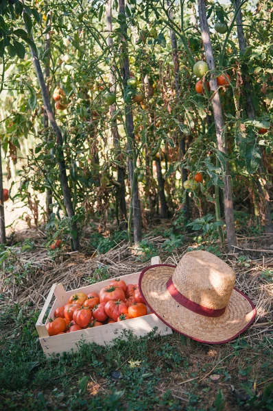 トマトを収穫 — ストック写真