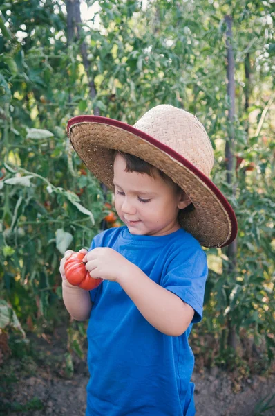 小さな男の子持株トマト — ストック写真