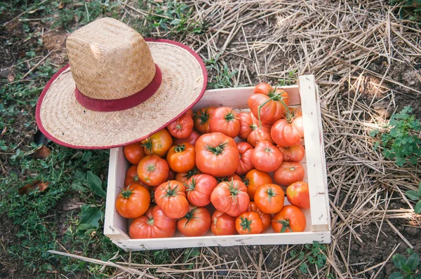 Frische Bio-Tomaten — Stockfoto