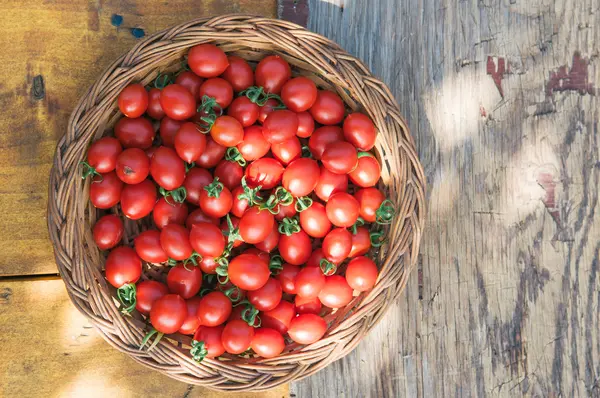 Kirschtomaten — Stockfoto